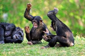 big monkey
